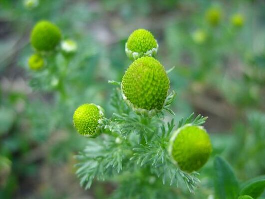 chamomile for the treatment of osteoarthritis of the knee